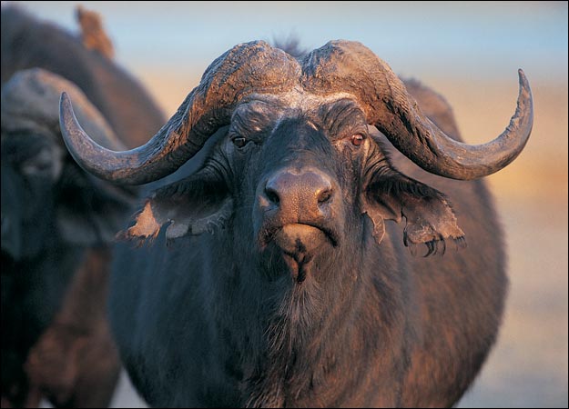 African Buffalo High Resolution Wallpapers Free Download - Wallpapers
