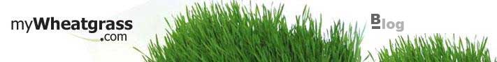 Wheatgrass Blog - How to Grow Wheatgrass and Benefits and Uses of Wheatgrass