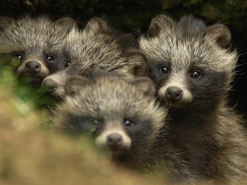 Life in the Land of Wa: Tanuki
