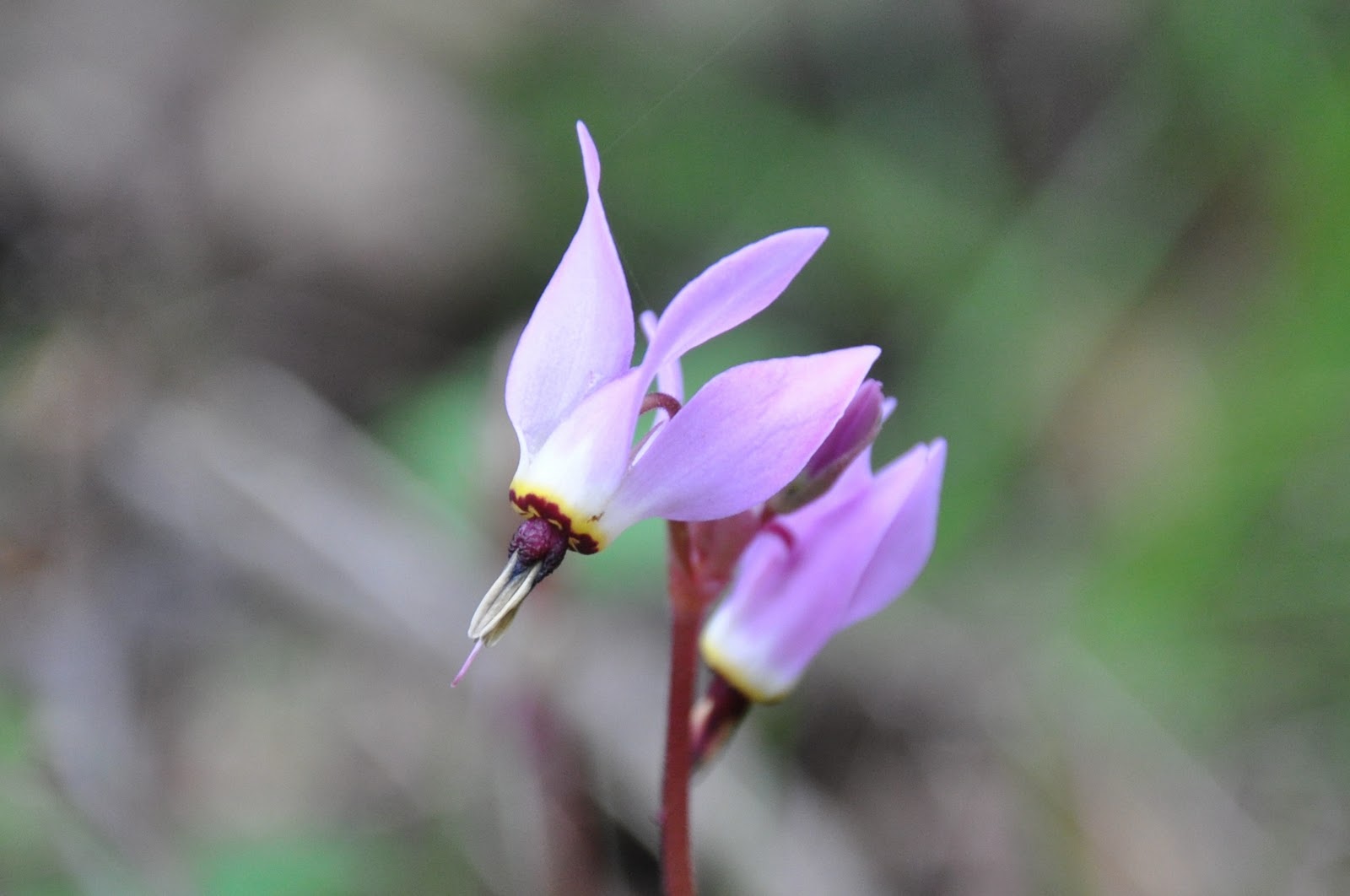 perobscurus Dodecatheon hendersonii