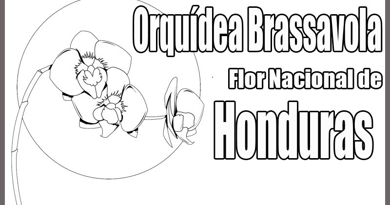 Featured image of post Orquidea Flor Nacional Para Dibujar