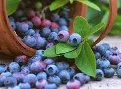 Manfaat Buah Blueberry Untuk Kesehatan Manfaat Buah Blueberry Untuk Kesehatan