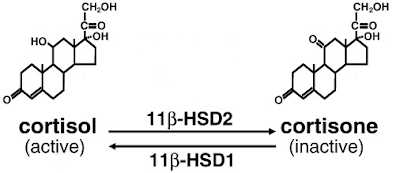 11 beta hydroxysteroid dehydrogenase enzyme