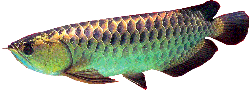 Arowana Dragon Fish