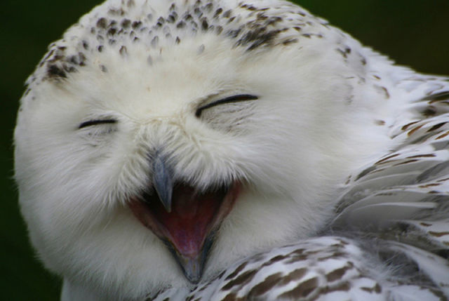 burung hantu