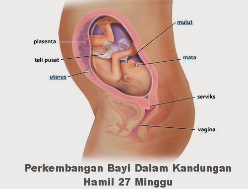 Perkembangan bayi dalam kandungan hamil 27 minggu Perkembangan bayi dalam kandungan hamil 27 minggu, perkembangan fetus bayi ibu mengandung 27 minggu, hamil minggu dua puluh tujuh mengandung, wanita hamil mengandung 6 bulan trimester dua 2, tanda mengandung usia 27 minggu, kondisi keadaan orang mengandung umur kandungan 27 minggu, baju mengandung, cara mengandung, bila tarikh mengandung, gambar janin bayi fetus 27 minggu