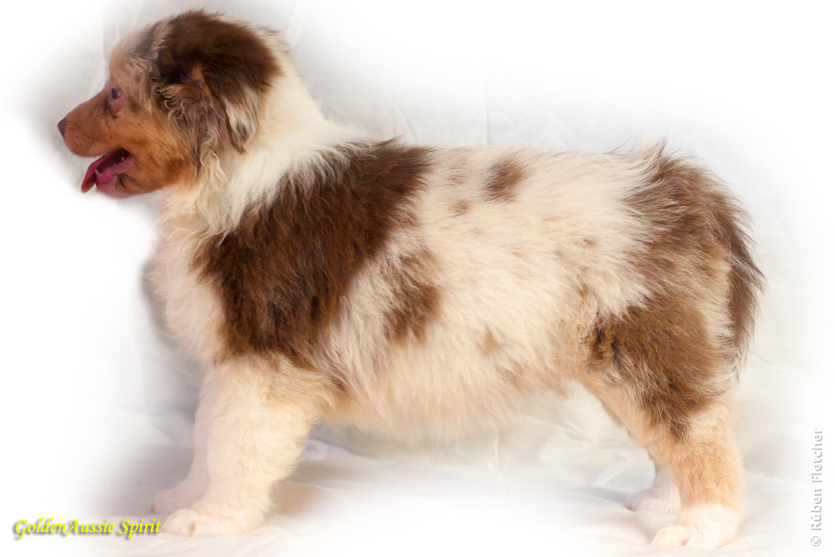 australian shepherd and golden retriever casa calado english australian shepherd and golden retriever australian shepherd and golden retriever casa calado english australian shepherd and golden retriever