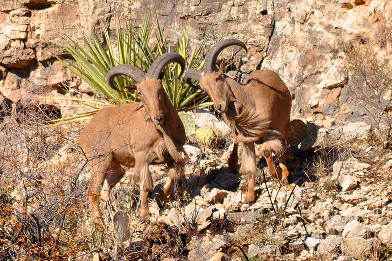 Leaning Rock Productions Barbary Sheep