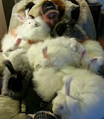 northern california angora guild tammy s giant angora
