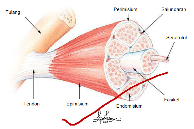 tendon enthesis tendon enthesis