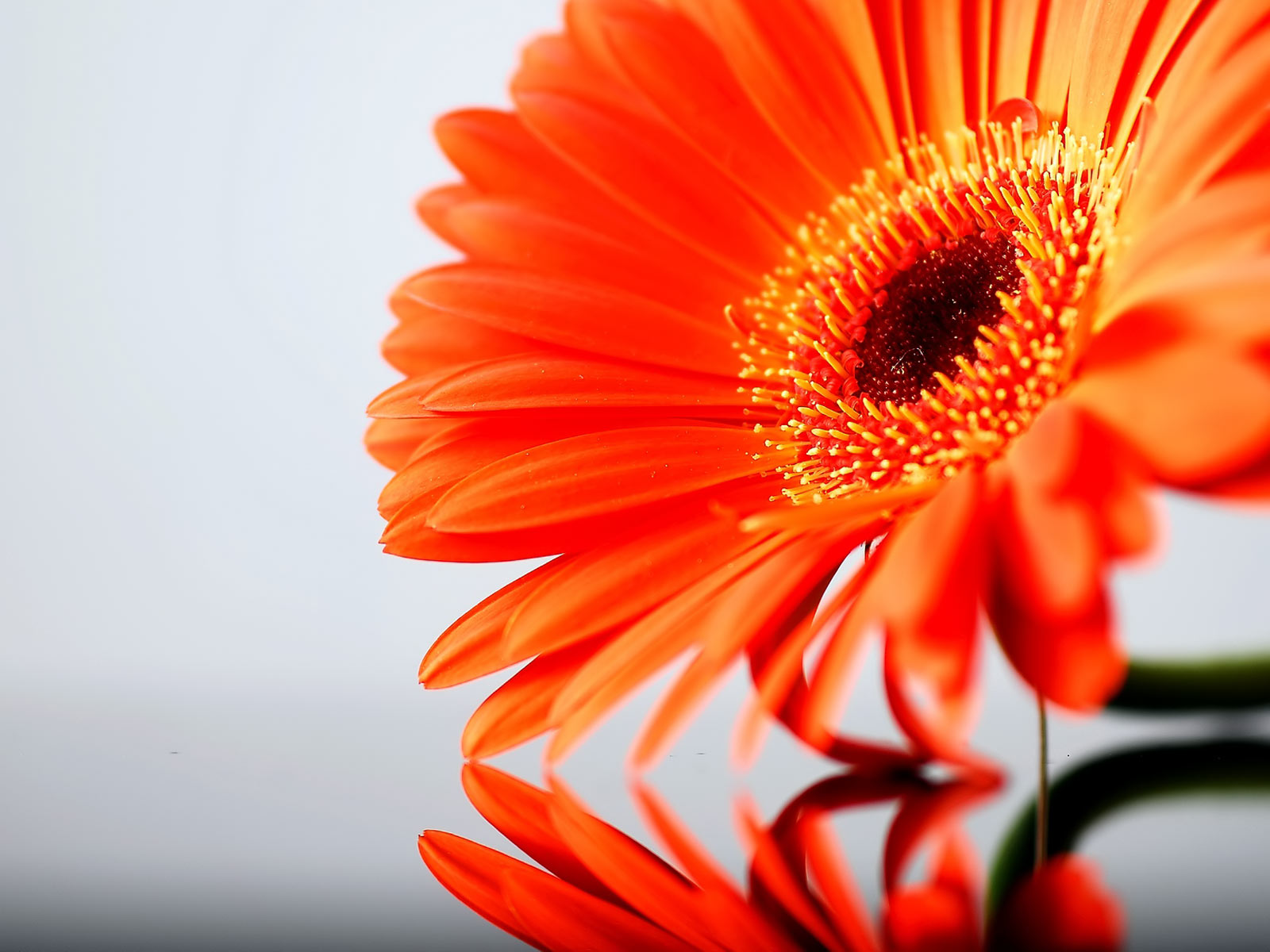 http://4.bp.blogspot.com/-IpTdd7n9wGU/Tdh5LDs7RyI/AAAAAAAADoc/Pzi7ubbm73I/s1600/Orange_gerbera_daisy_Flower.jpg