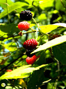 Wild Berries (dscn )