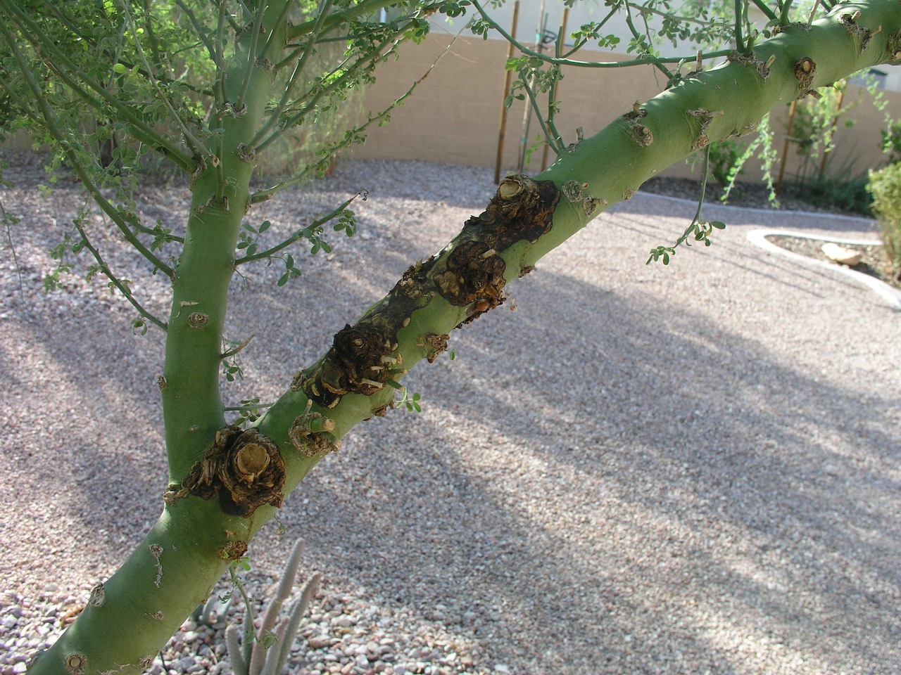 Xtremehorticulture of the Desert Palo Verde Dont Like Butch Hair Cuts