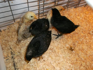 Five chicks living the highlife in their new cage.