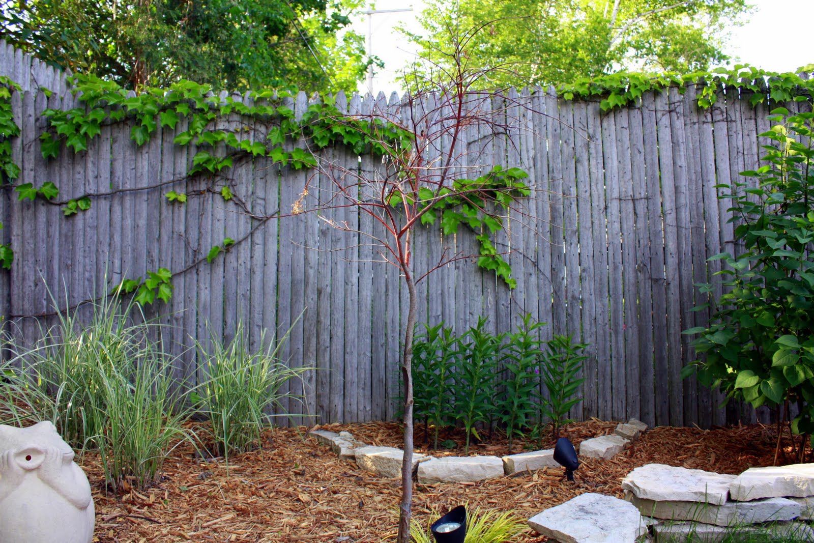 Dead Dogwood Tree