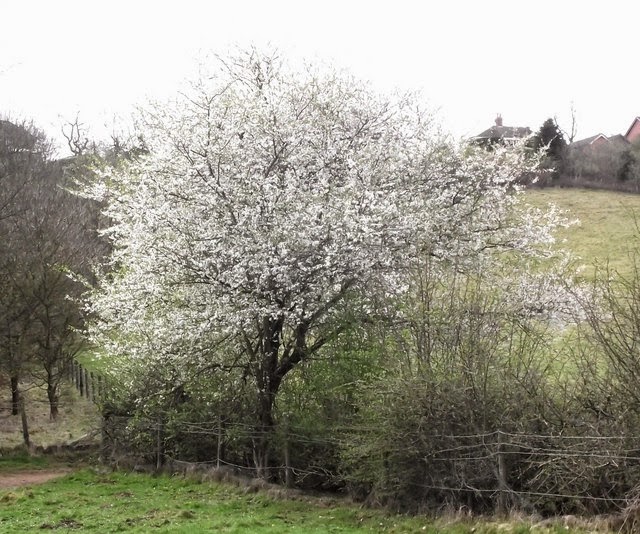 blackthorn in flower