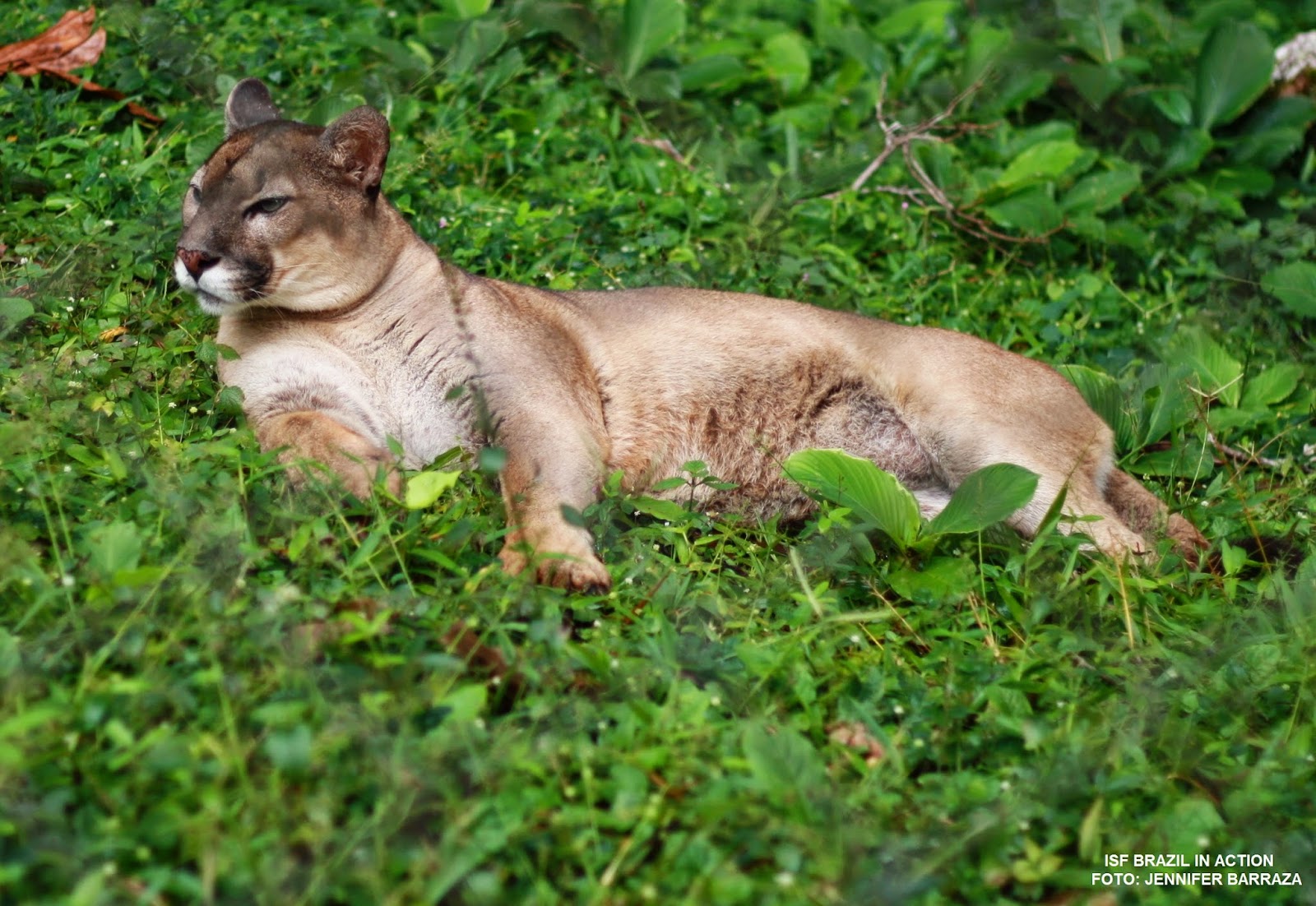 ISF Brazil in Action Você conhece a Floresta Nacional de Carajás?