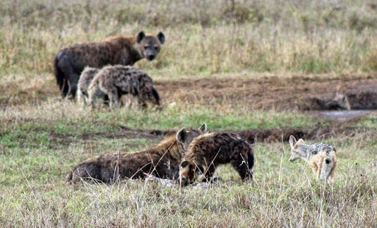 Horn OK Please: Tanzania 8 - Ngorongoro Crater - The Hyenas and the Jackal