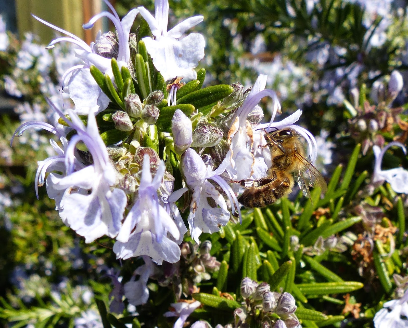 Honeybees on pear, turnip flowers, rosemary