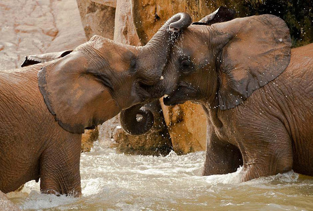 Cutest-Wild-Baby-Animals-CUTE+ANIMALS+PHOTOS+BABY+ANIMALS+BEAUTIFUL+ANIMALS+BEAUTIFUL+CATS+BEAUTIFUL+DOGS+ENJOY+FREEDOM+NATURE+suresh+koyal+picsvan.bl+(20).jpg