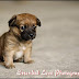 Described Love Photography #10 - Random Love
