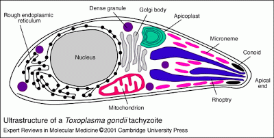 http://4.bp.blogspot.com/-Irpu_6oH-2g/UaQ1yY5Xb2I/AAAAAAAAAnI/ERJg8jZ5ABs/s400/Toxoplasma+gondii.gif