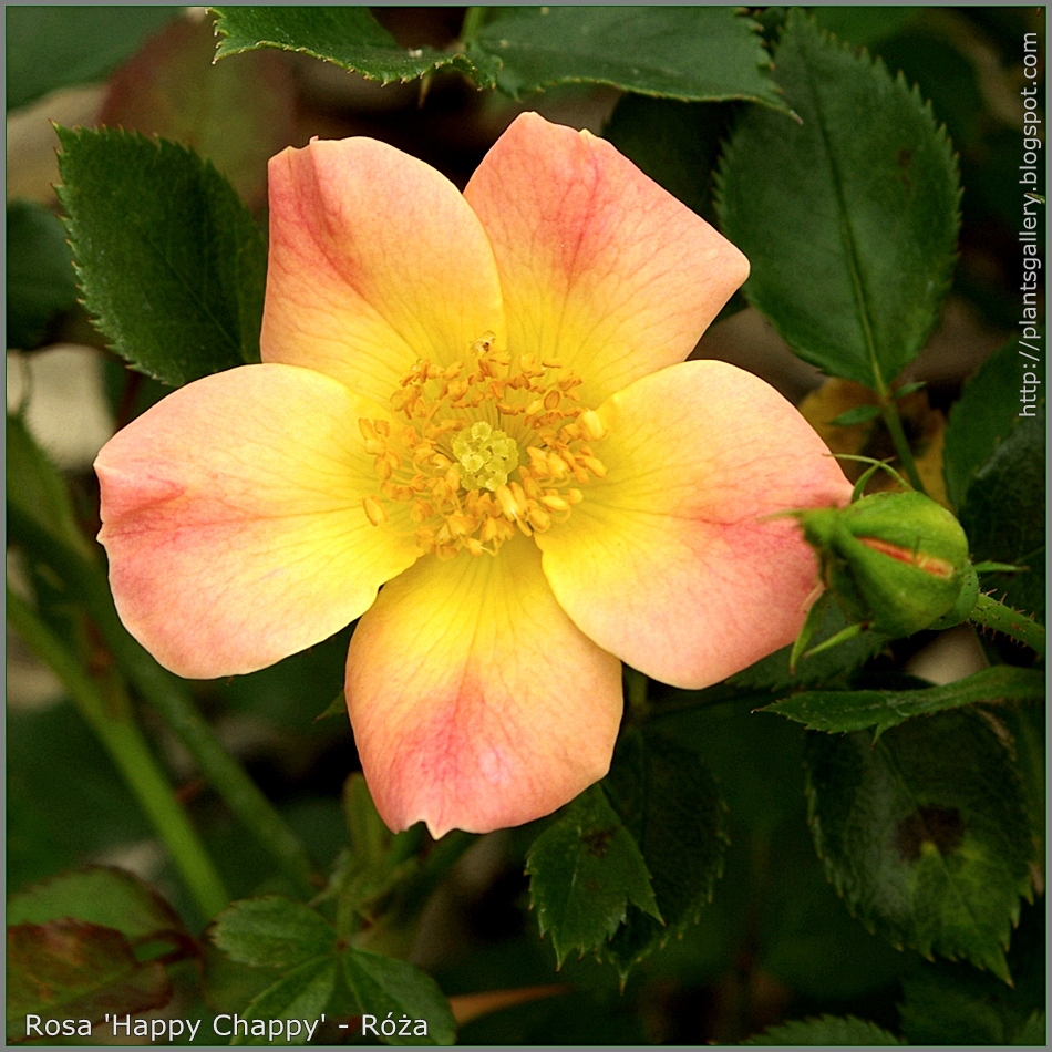 Plant Gallery Encyklopedia Roślin Rosa 'Happy Chappy' Róża 'Happy