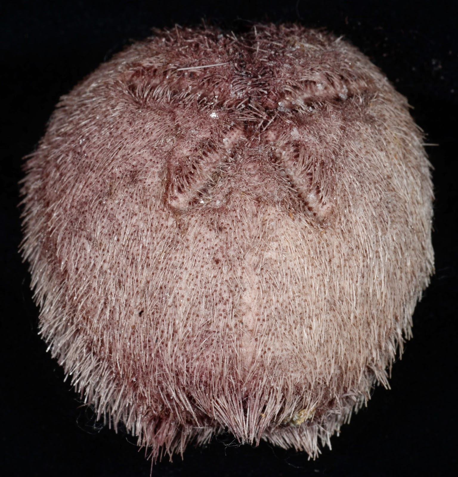 Pericosmus keiensis , marginal fasciole and peripetalous fasciole