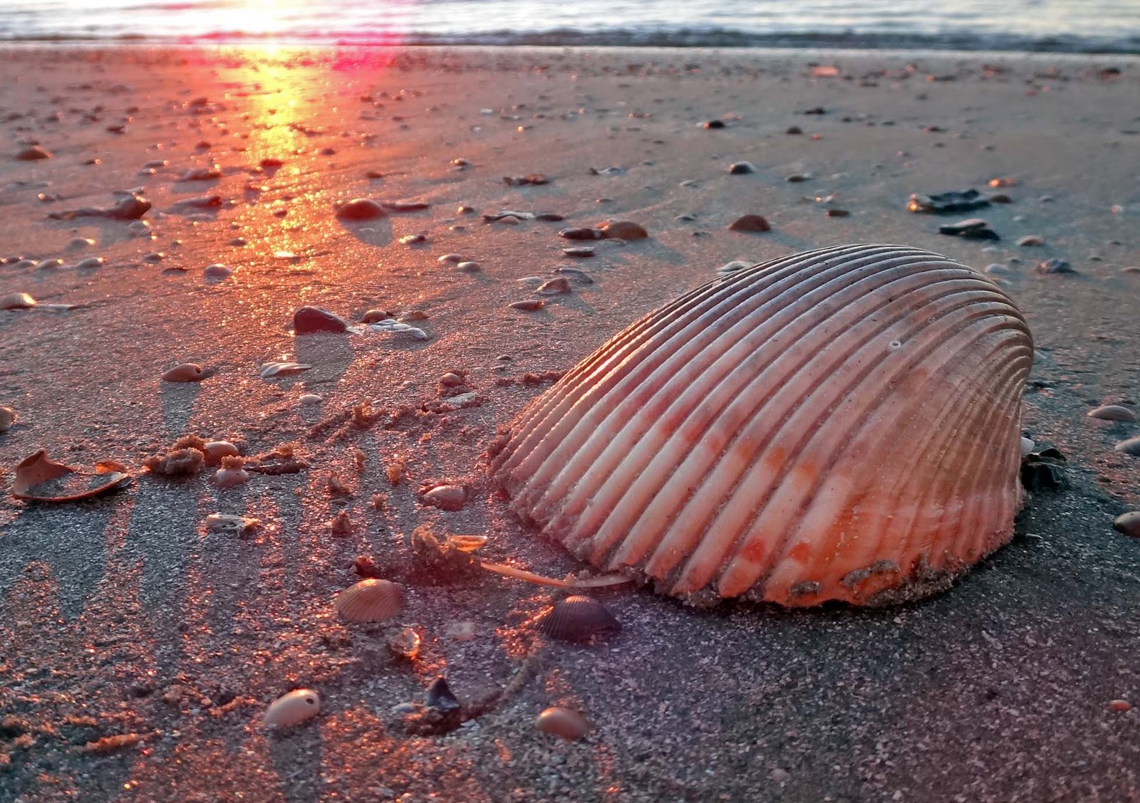 Joe's Retirement Blog Isle of Palms, South Carolina, USA
