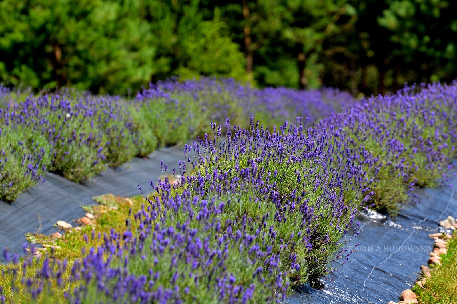 DSC_0035.JPG