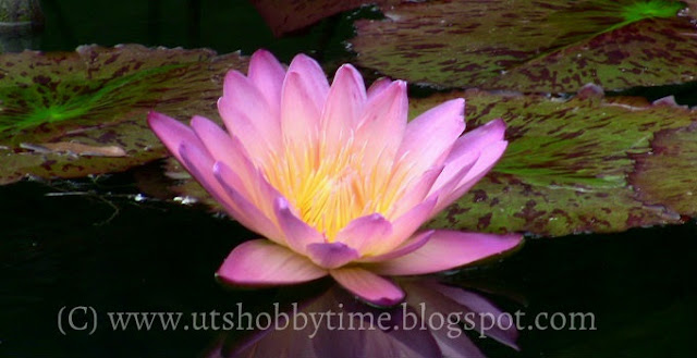 water lily photos