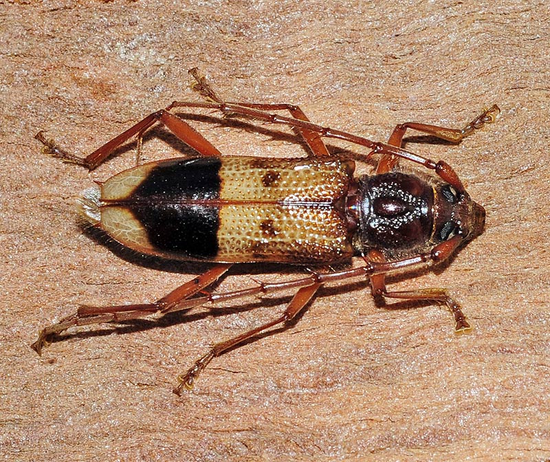 Mundo Natural Faluke Phoracantha recurva