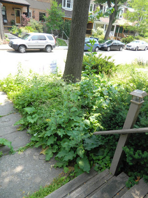 Paul Jung Gardening Services Toronto Leslieville front garden clean up before