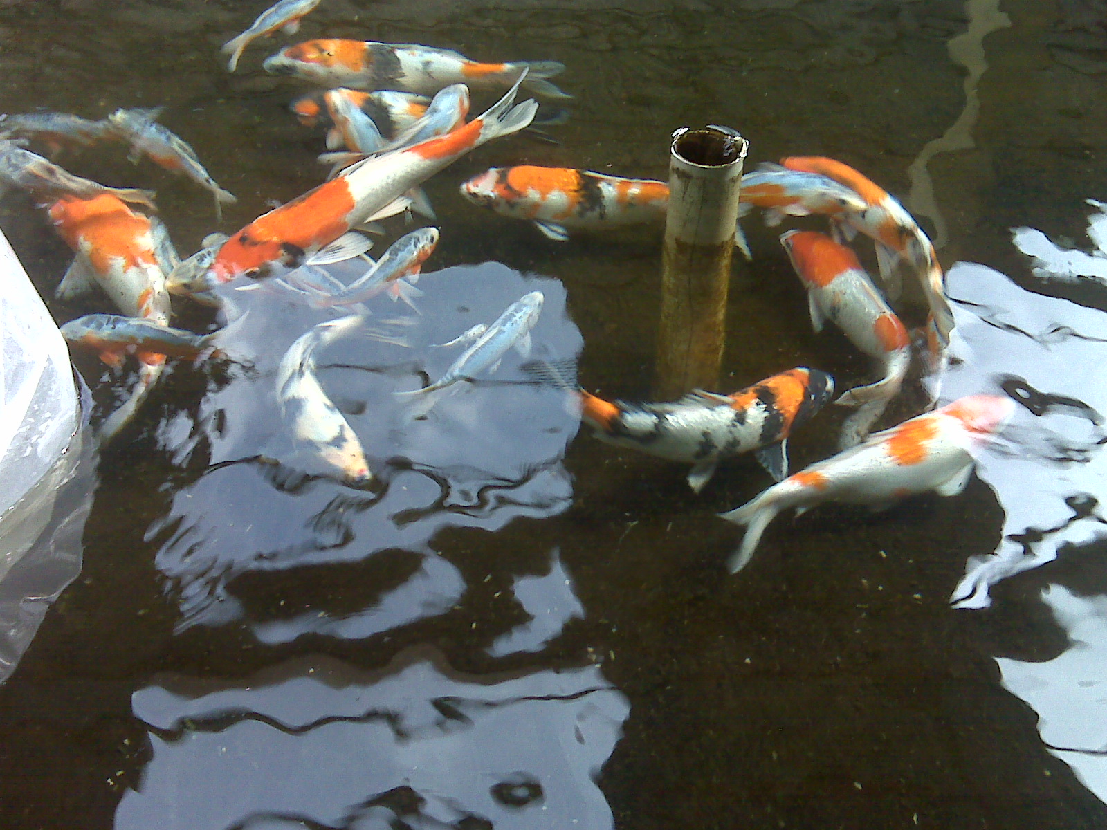 jual ikan koi jual ikan koi dan bibit koi murah jual ikan koi jual ikan koi dan bibit koi murah