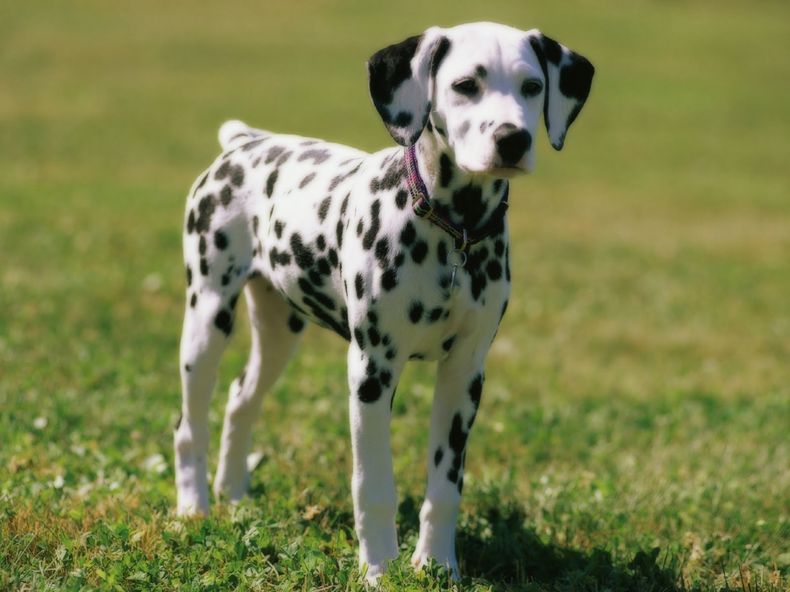 baby dalmation puppy