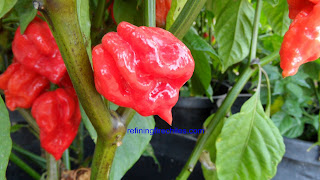 Ghost chile seeds, World record pepper