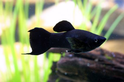 Plandiscus: Peixes