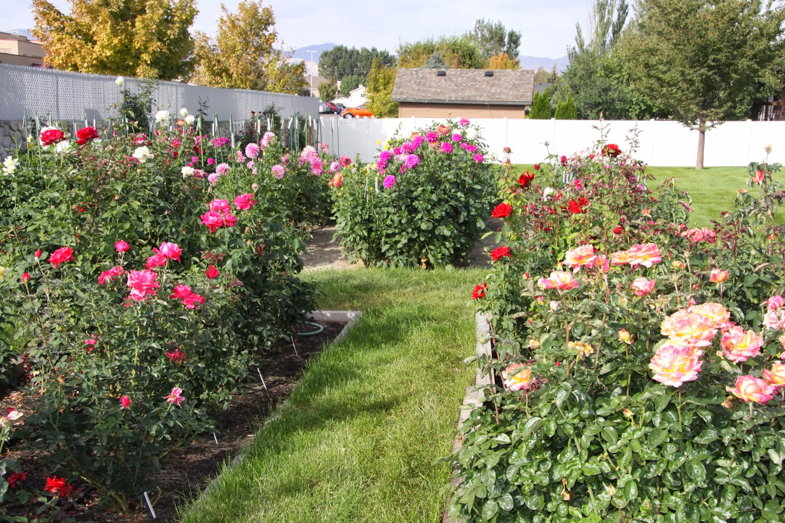 Utah Dahlia Society: Dave Ross Garden Tour