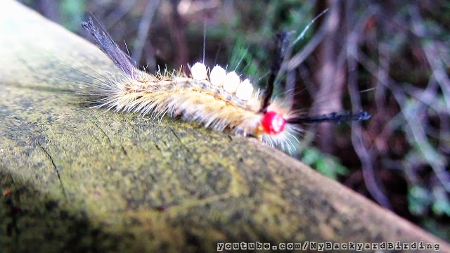 White Marked Tussock Moth Caterpillar