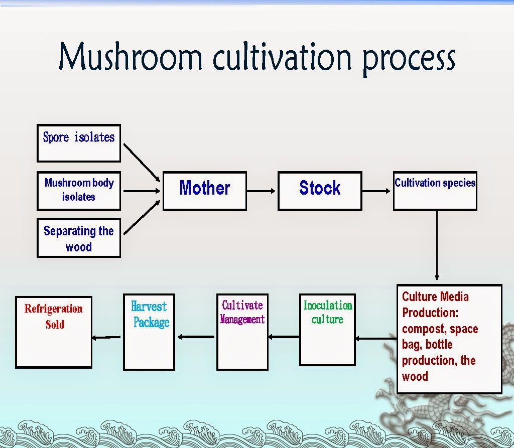 Research paper on mushroom production image