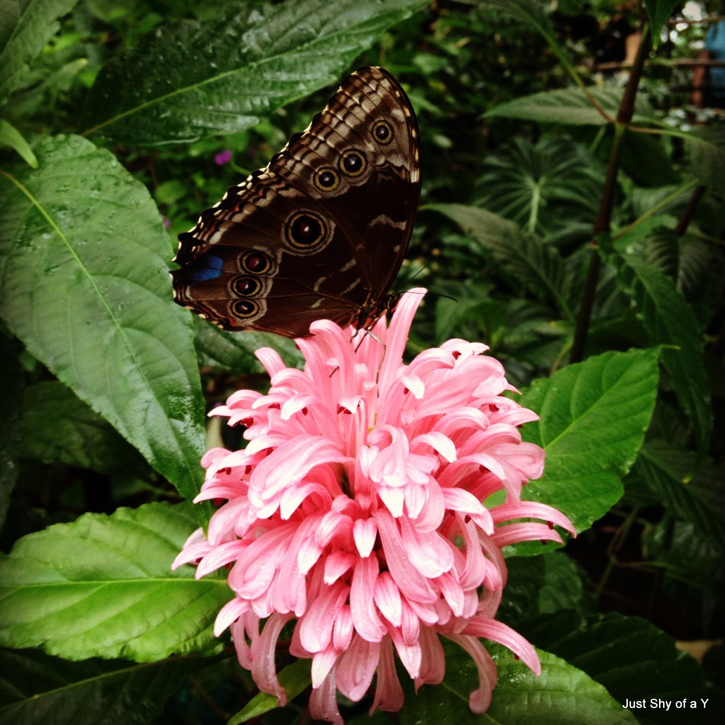 Just Shy of a Y Fort Worth Butterfly Garden