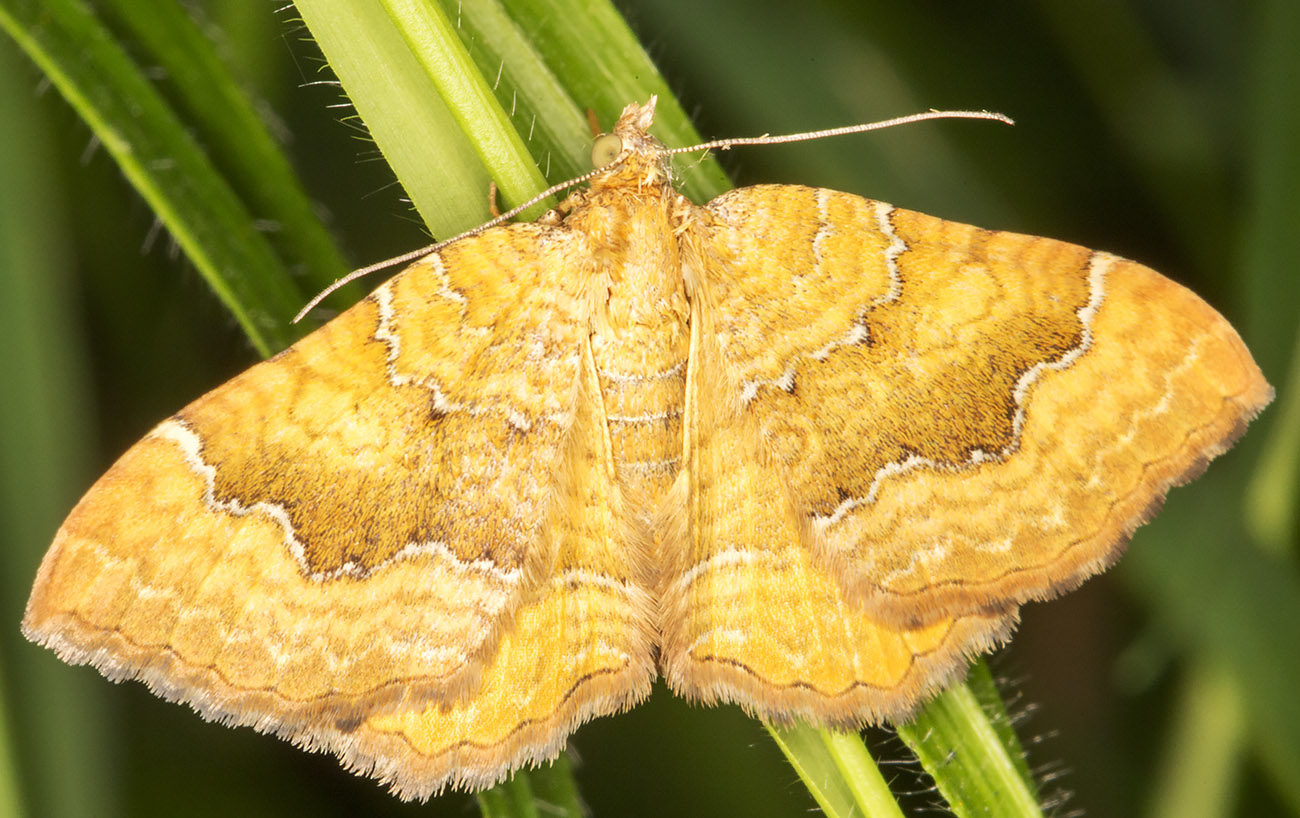 Yellow Shell, Camptogramma bilineata. Geometridae. High Elms Country Park, 10 June 2014. Yellow Shell, Camptogramma bilineata. Geometridae. High Elms Country Park, 10 June 2014.