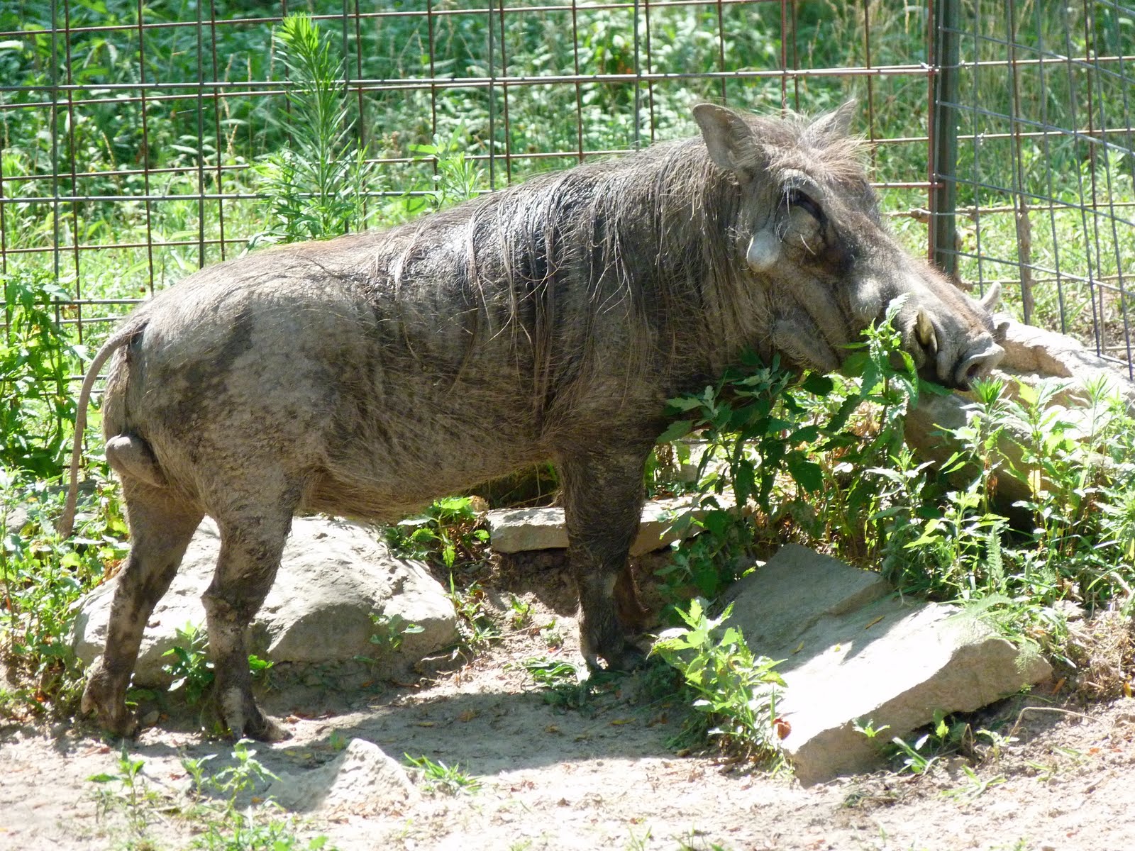 Warthog