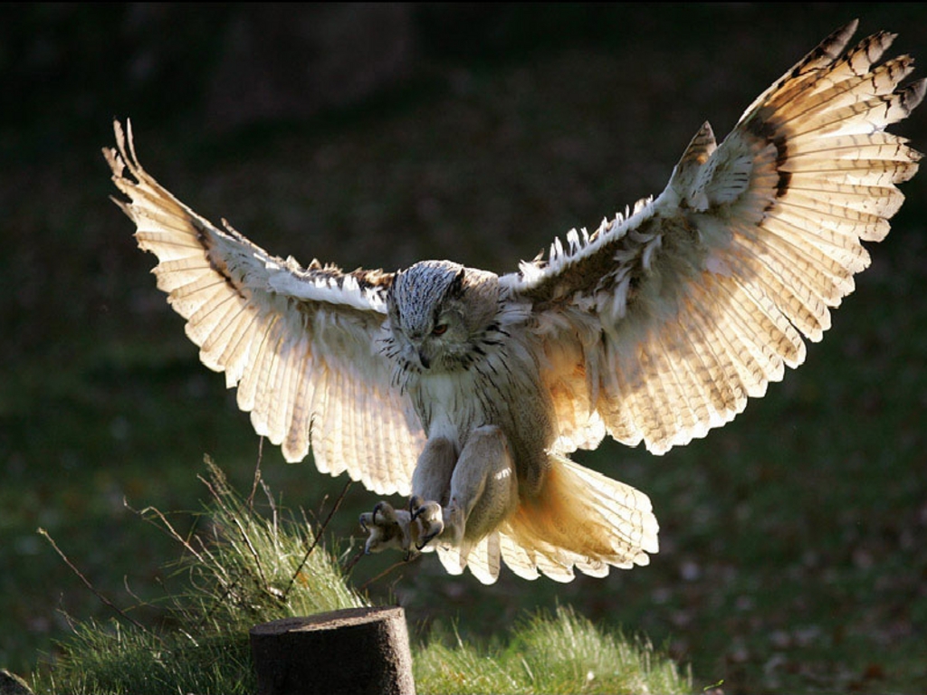 Flying Animal The Great Horned Owl