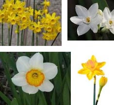 Elegant White Narcissus Flower Elegant White Narcissus Flower