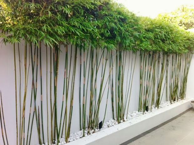 bamboo in garden - fascinating