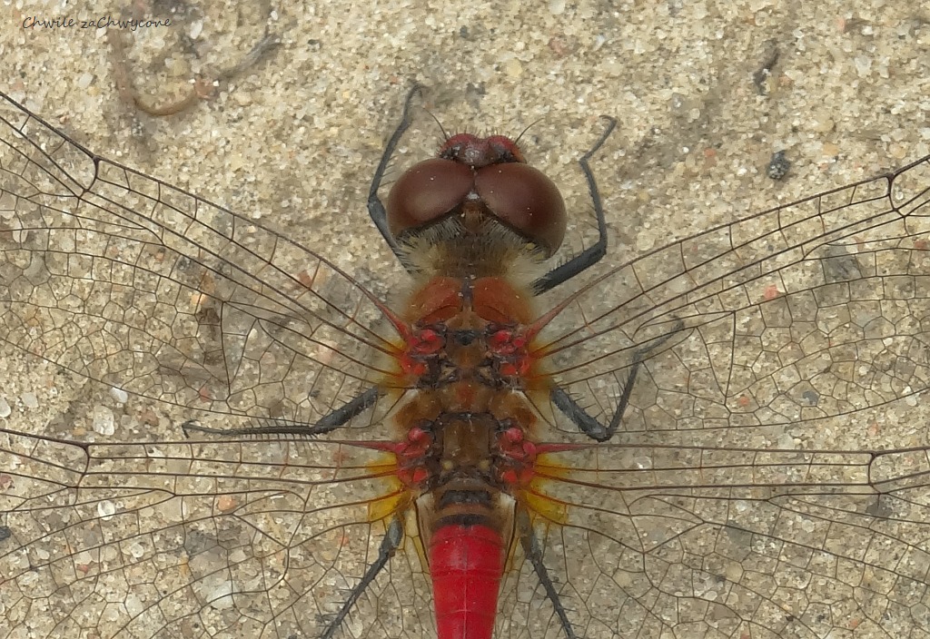 Chwile zaChwycone: Czerwona ważka czarnonoga