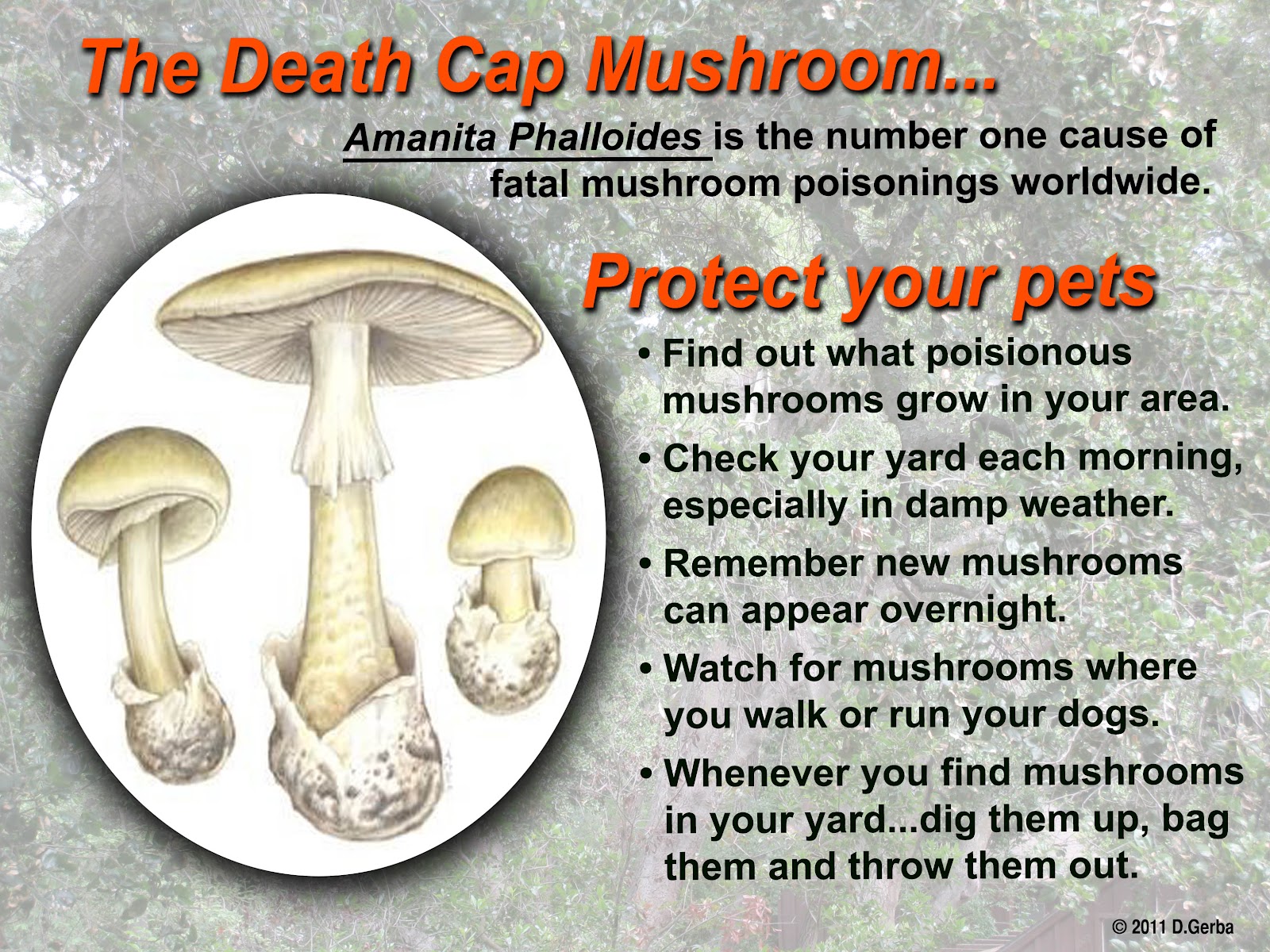 are mushrooms poisonous to dogs image gallery lawn mushrooms and dogs are mushrooms poisonous to dogs image gallery lawn mushrooms and dogs