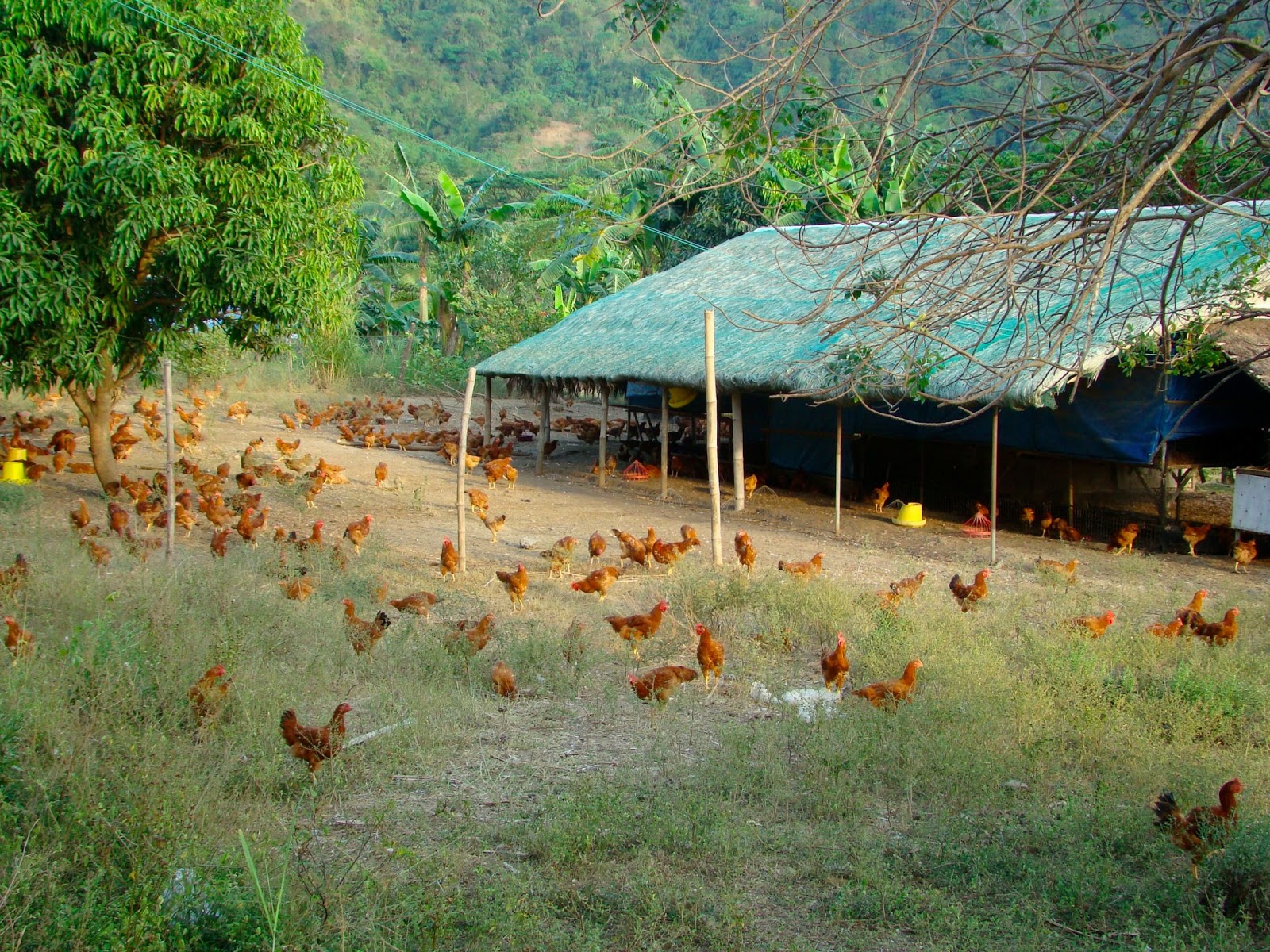 PAMORA FARM, The Home of Freerange Chicken! enjoying wonderful world
