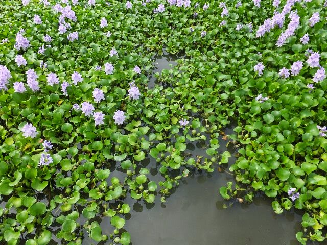 茎の根元が膨らみ、浮き袋として池にぷかぷかと浮かんでいる。 茎の根元が膨らみ、浮き袋として池にぷかぷかと浮かんでいる。